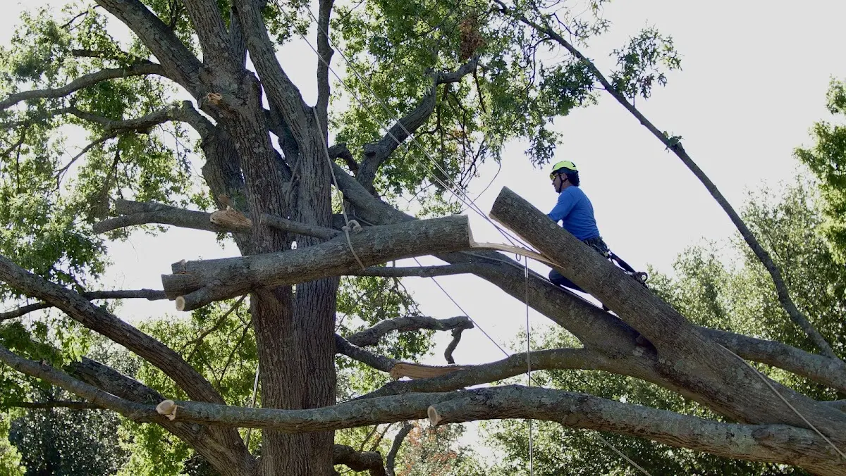 Professional Hazardous Tree Removal performed by certified arborists in Highland